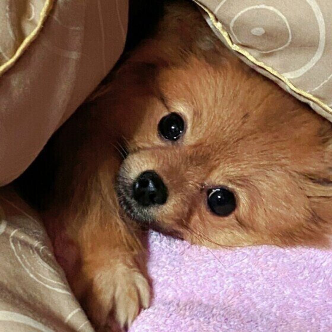 100均素材で犬のマナーベルトを手作り 獣医師に注意点も聞いてみた いぬのきもちweb Magazine 100均素材で犬のマナーベルトを手作り 獣医師に注意点も聞いてみた いぬのきもちweb Magazine