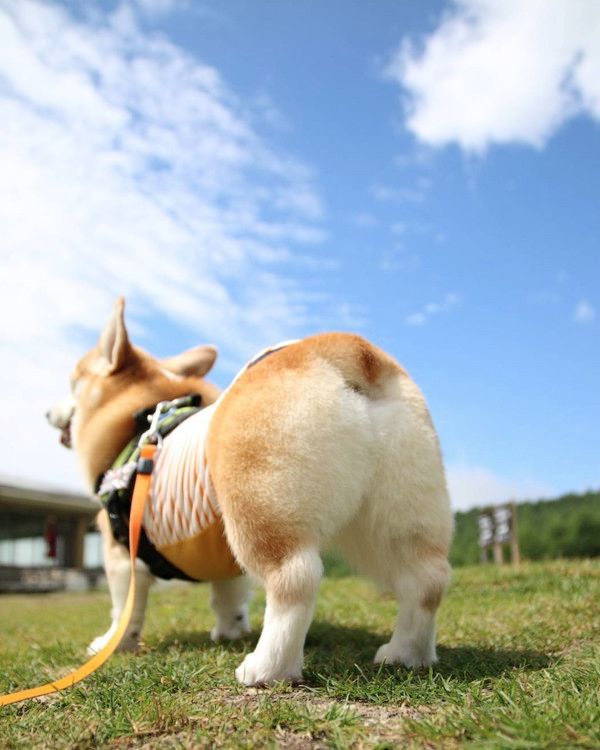 お尻がかわいいコーギー