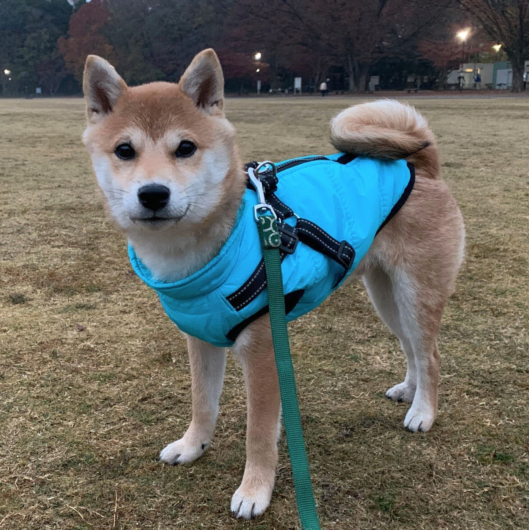 散歩をする豆吉くん