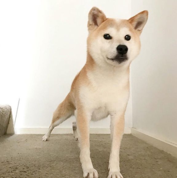 柴犬のリリコちゃん