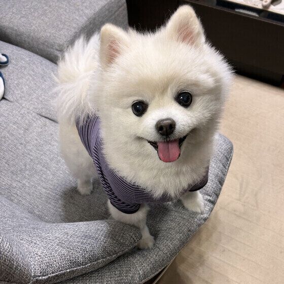 ポメラニアンのショコラちゃん