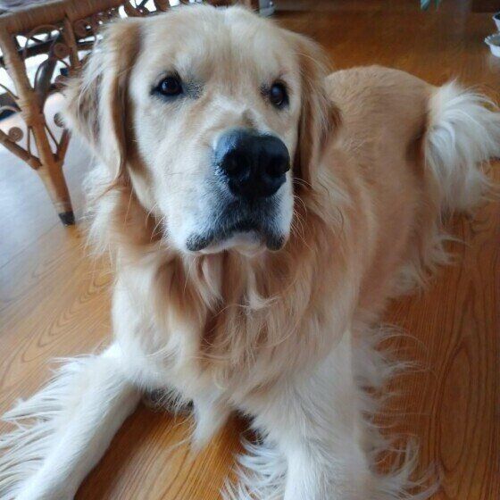 ゴールデン・レトリーバー