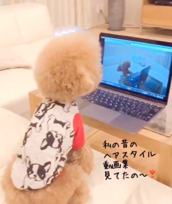 動画を見るトイ・プードル