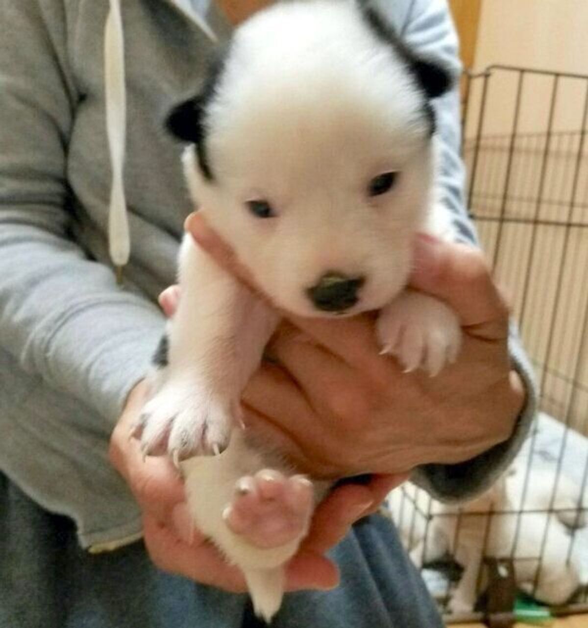 おうちのないコを家族に 子どもの願いに背中を押されて迎えた保護犬 3年後 家族に幸せをもたらす 大切な存在に いぬのきもちweb Magazine おうちのないコを家族に 子どもの願いに背中を押されて迎えた保護犬 3年後 家族に幸せをもたらす 大切な存在に いぬのきもちweb Magazine