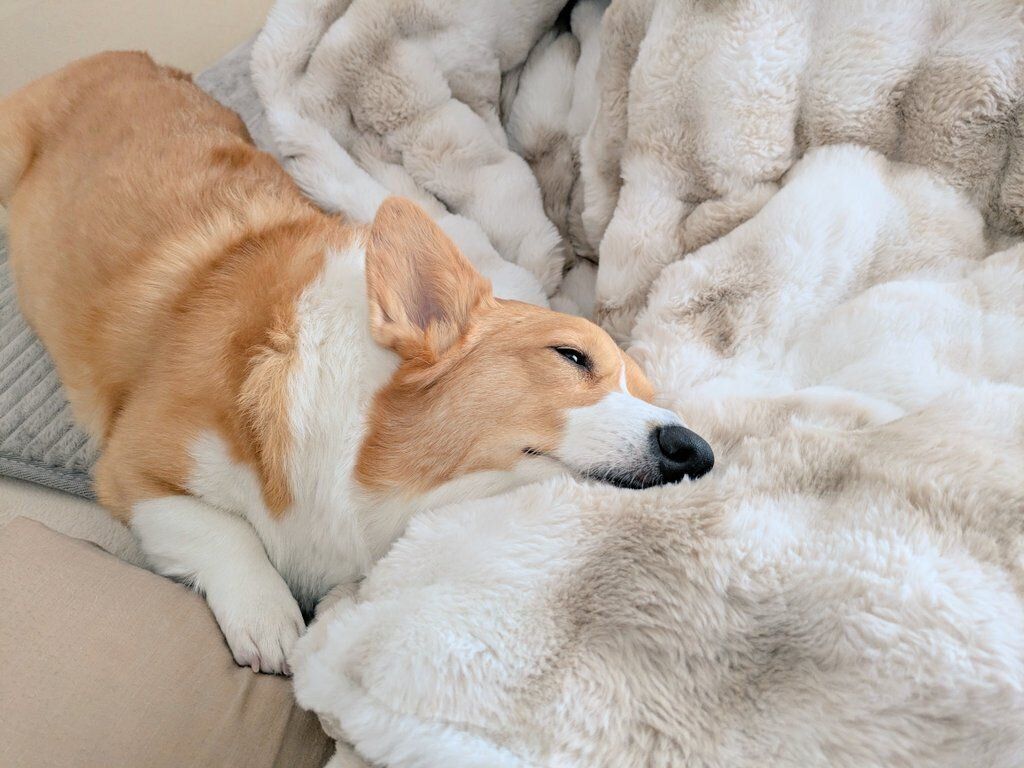 体調が悪い飼い主さんに寄り添うこまちちゃん