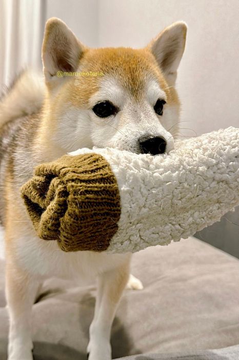 レッグウォーマーをくわえることねちゃん