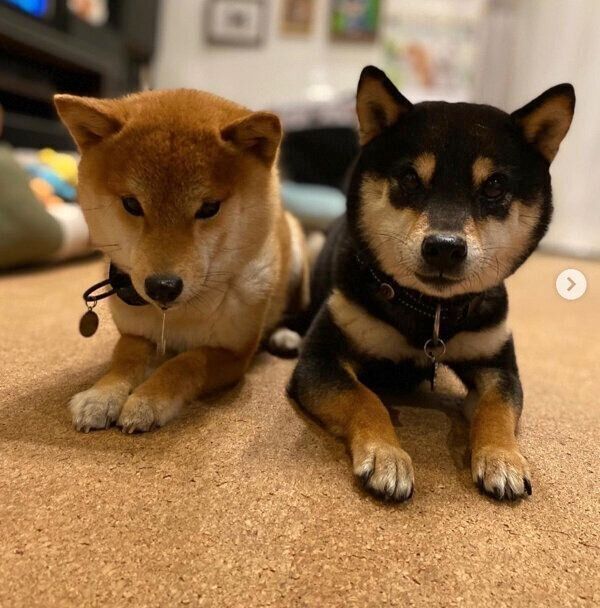 おやつ待ちをするおはぎくん、おでんくん