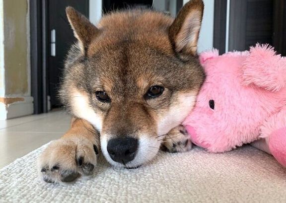 伏せをする花ちゃん