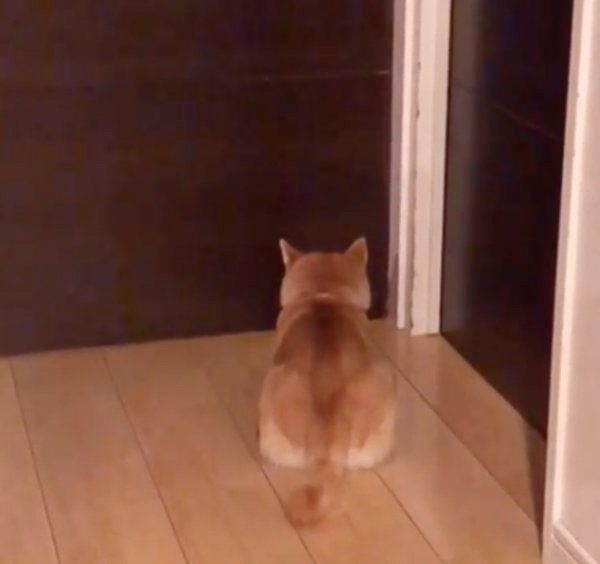 ドアの前で待つ豆柴