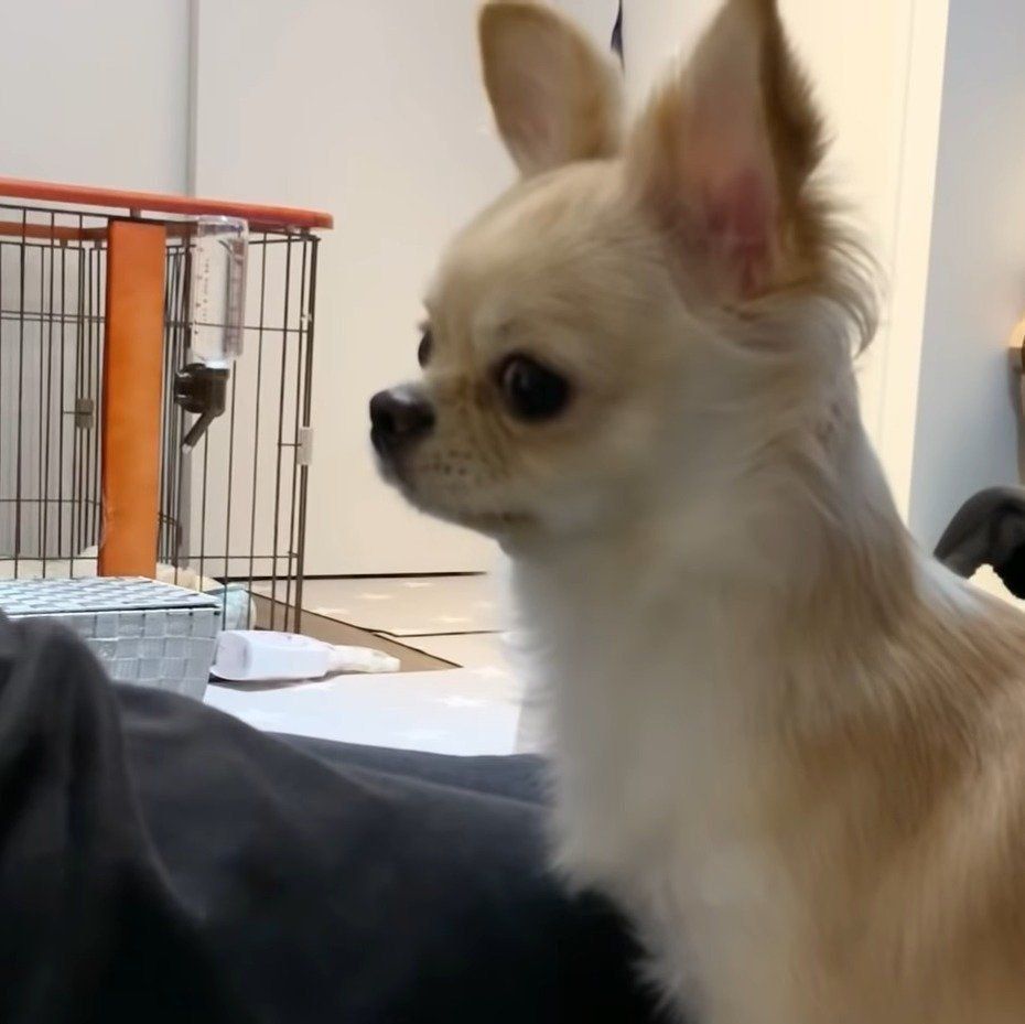 パパの横で様子を見るみるくちゃん