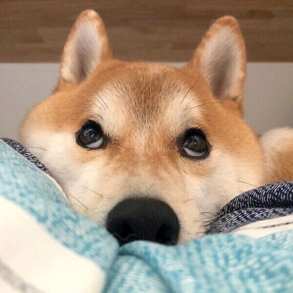 まったりするこてつくん