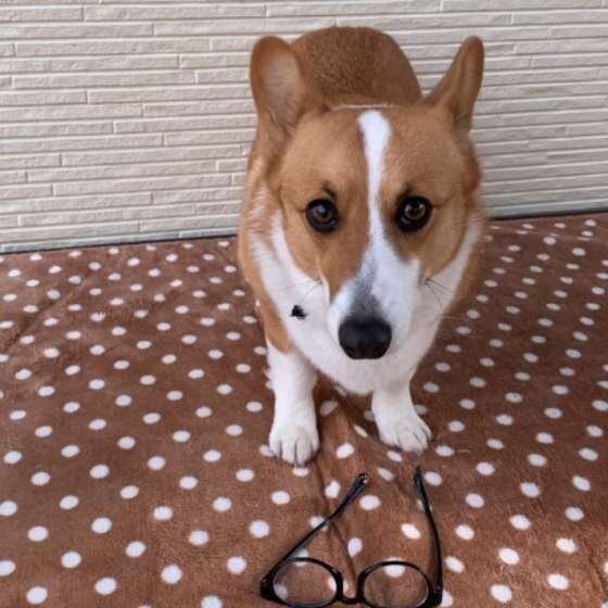 イタズラするウェルシュ・コーギー・ペンブローク