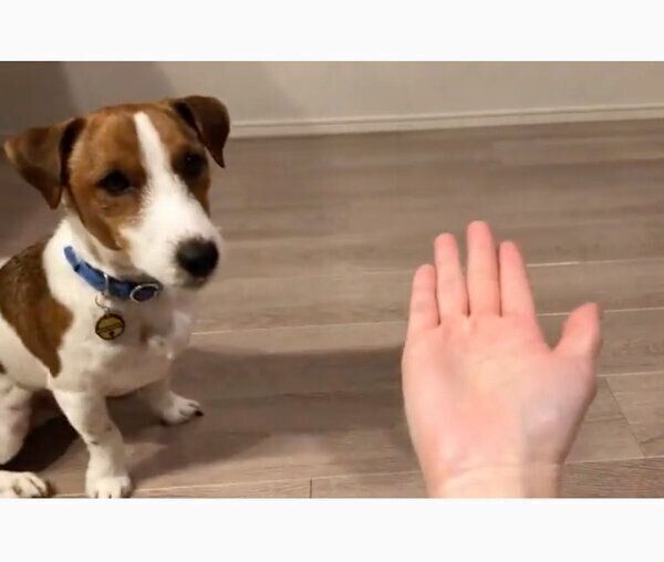 飼い主さんの手を見つめるまめたくん