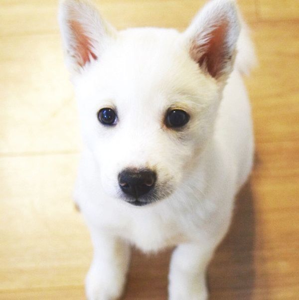 元保護犬・ルルちゃん