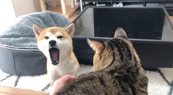 「ニャーン！」と鳴くゆうくん