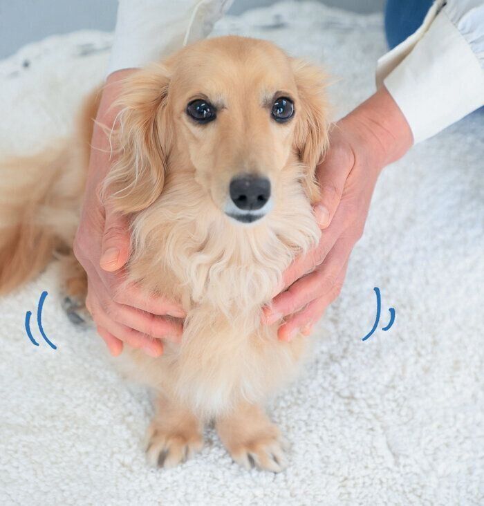 胸をマッサージされる犬