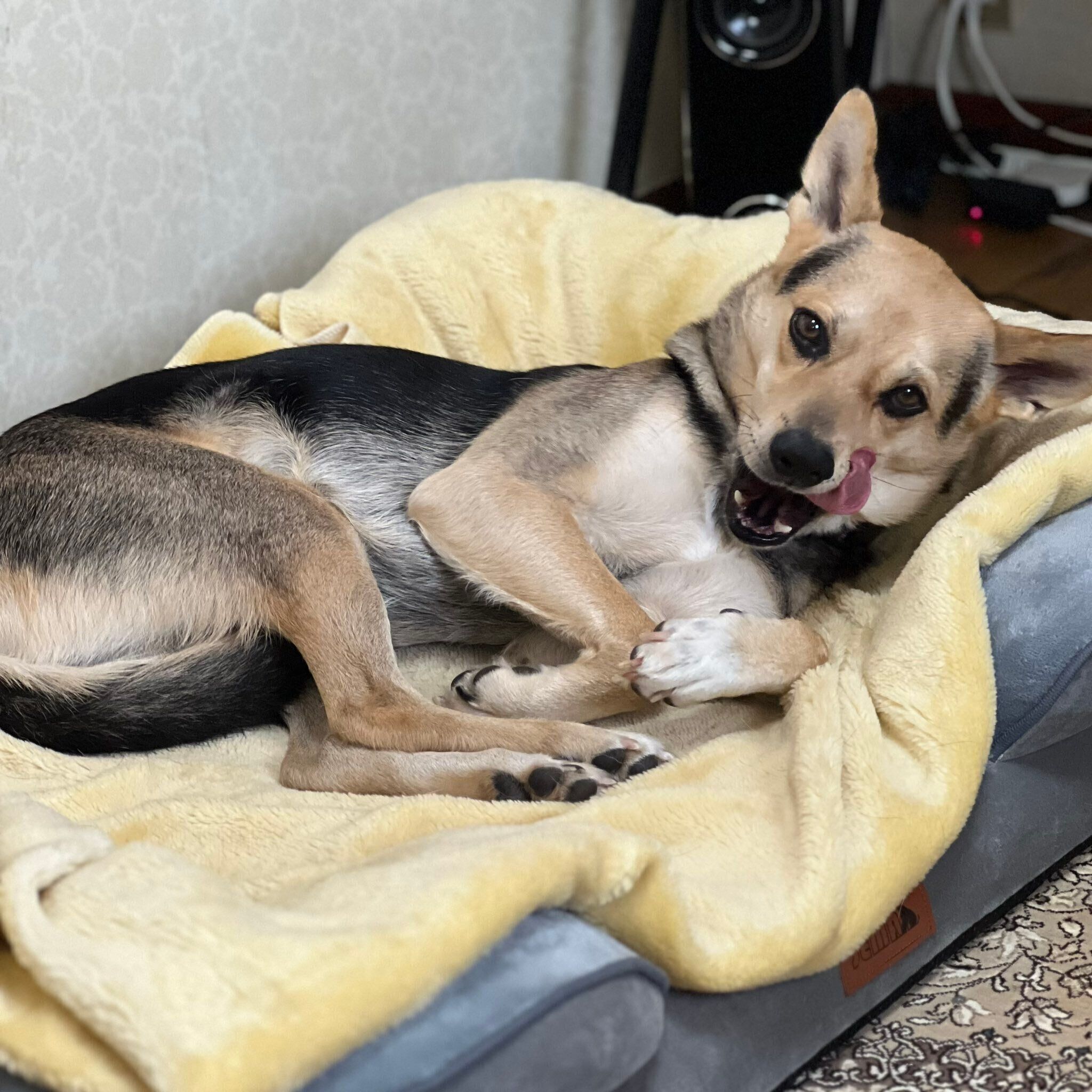 まったりするこのちゃん。