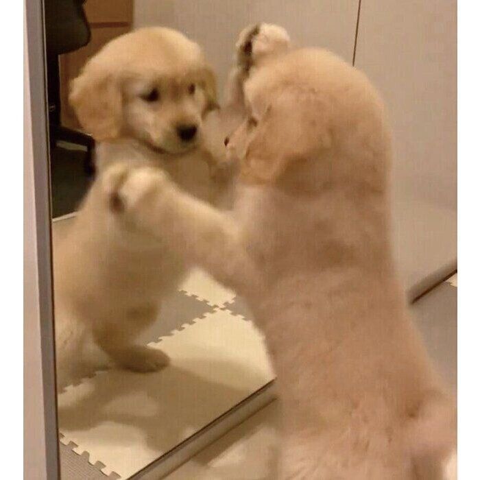 お迎え初日のうにちゃん。