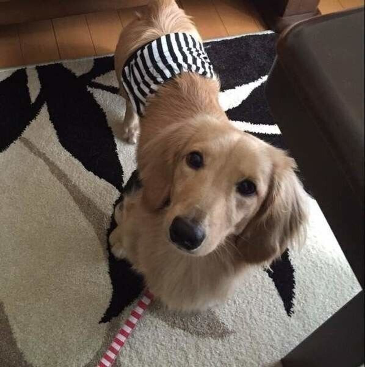 獣医師監修 メス犬の生理 ヒート はいつから 期間中の過ごし方や散歩時の注意 いぬのきもちweb Magazine 獣医師監修 メス犬の生理 ヒート はいつから 期間中の過ごし方や散歩時の注意 いぬのきもちweb Magazine