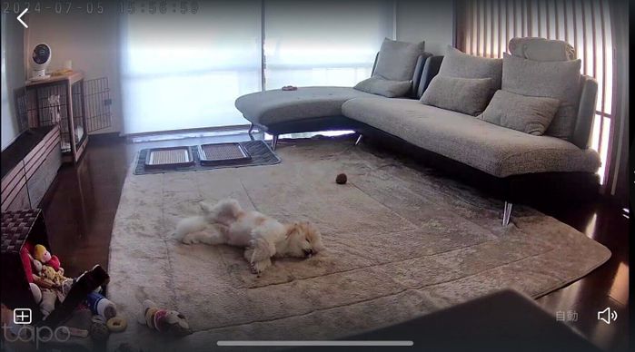 留守番中にリラックスして過ごすぽん酢ちゃん