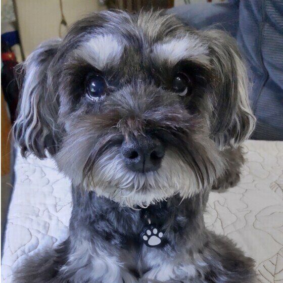 ミニチュア・シュナウザー