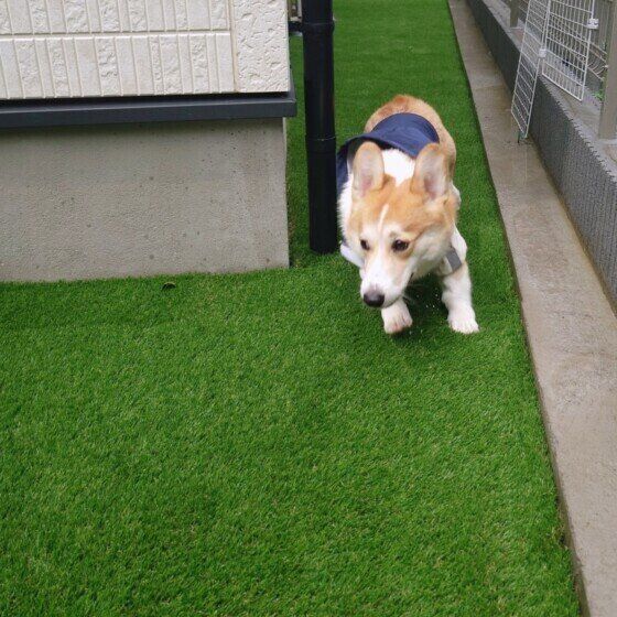 お庭で走り回るウェルシュ・コーギー・ペンブローク