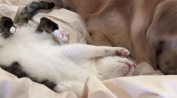 ゴールデン・レトリーバーと猫