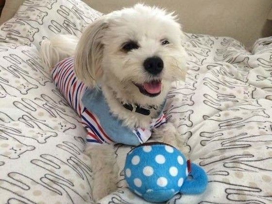 飼い主さんと一緒にいられてうれしいコウくん