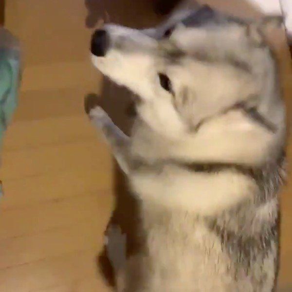 飼い主さんをお出迎えするユキちゃん