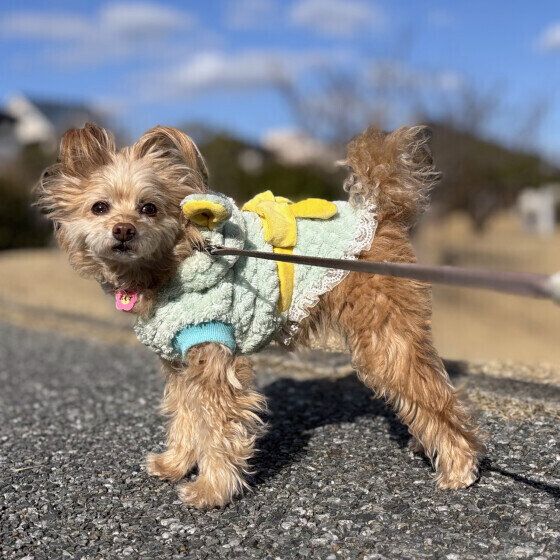 Ｍｉｘ（雑種）小型犬のあんずちゃん