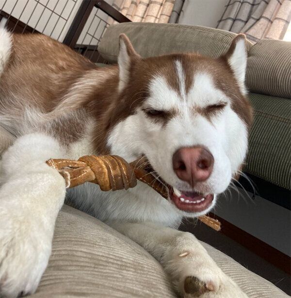 至福の表情を見せる北斎くん