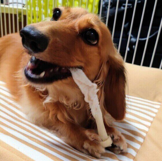 ガムを噛むミニチュア・ダックスフンド