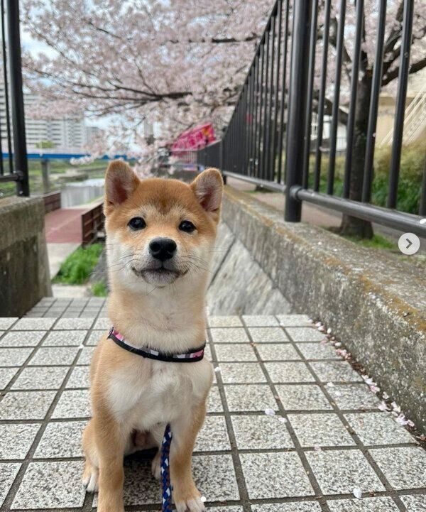 お散歩するイチローくん