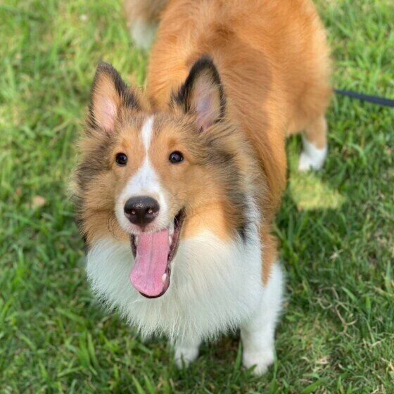 シェットランド・シープドッグのるうくん♪