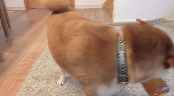 飼い主さんの帰宅を喜ぶ柴犬