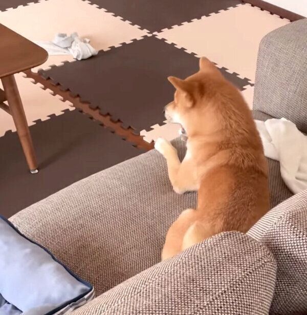 おもちゃの「木の棒」を隠したいころたくん