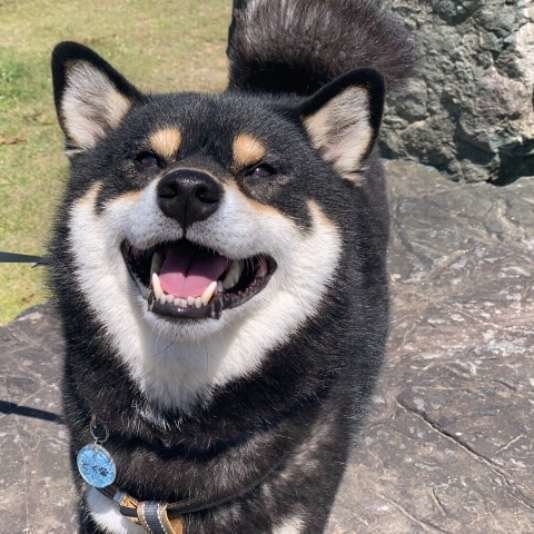 笑顔の柴犬
