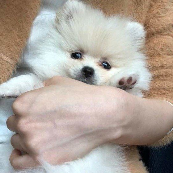 ポメラニアン①