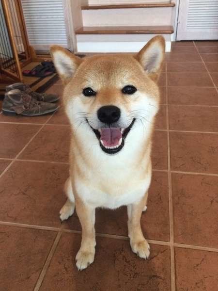 嬉しそうな表情の柴