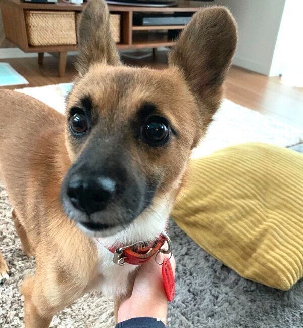家に迎えた頃のくまちゃん