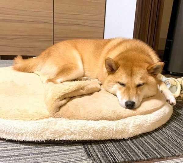 クッションで眠る柴犬