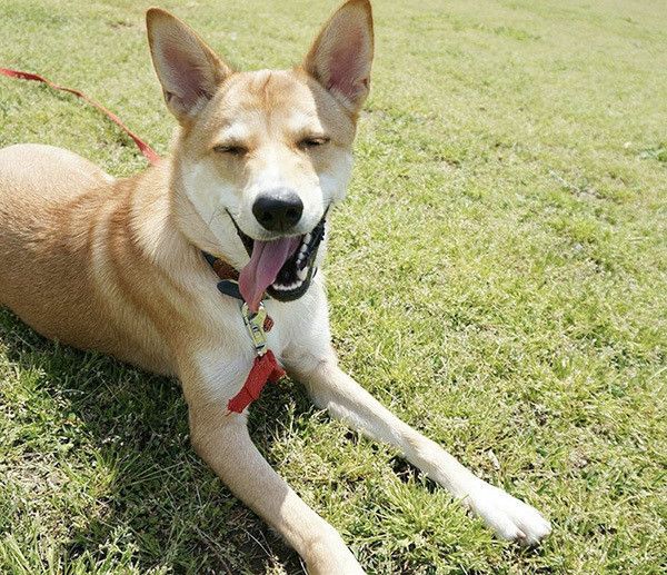 捨て犬 だった悲しい過去 運命の出会いが すべてを変えてくれた いぬのきもちweb Magazine