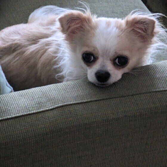 こまり  チワワ　みんな出かけるの寂しいなぁ