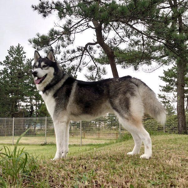 立ち姿が絵になるクロノくん