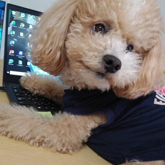 トイ・プードルのハービーくん♪