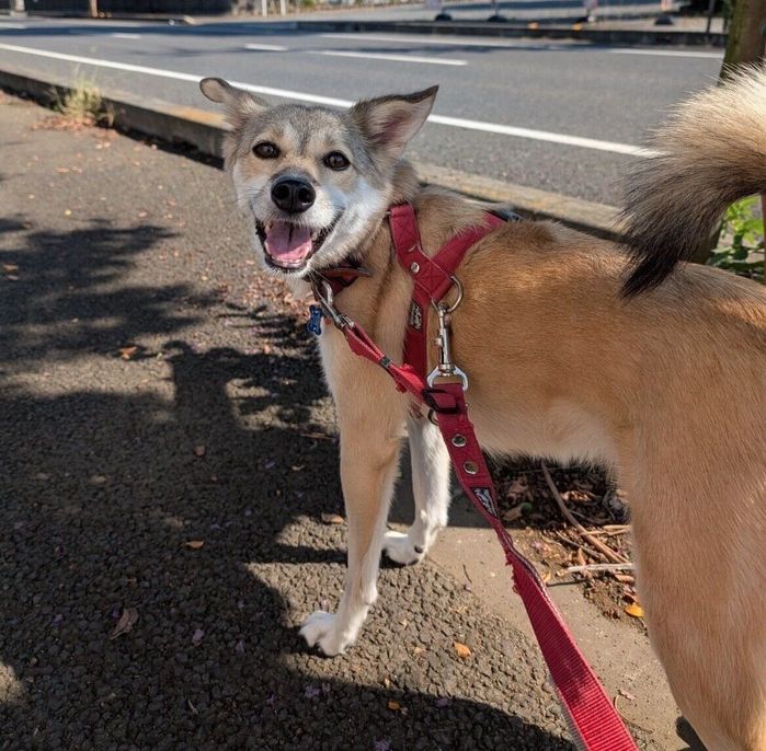 散歩を楽しむめるちゃん