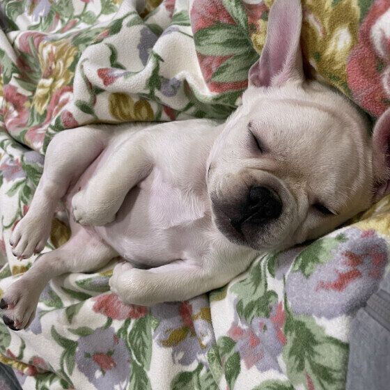 ヘソ天をする犬としない犬の違いは？ 犬がお腹をみせる理由 いぬのきもち