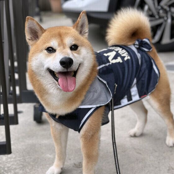 柴のれおくん