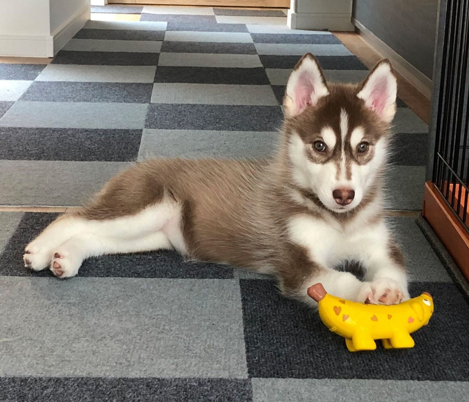 生後3カ月のころに撮影したレムちゃん