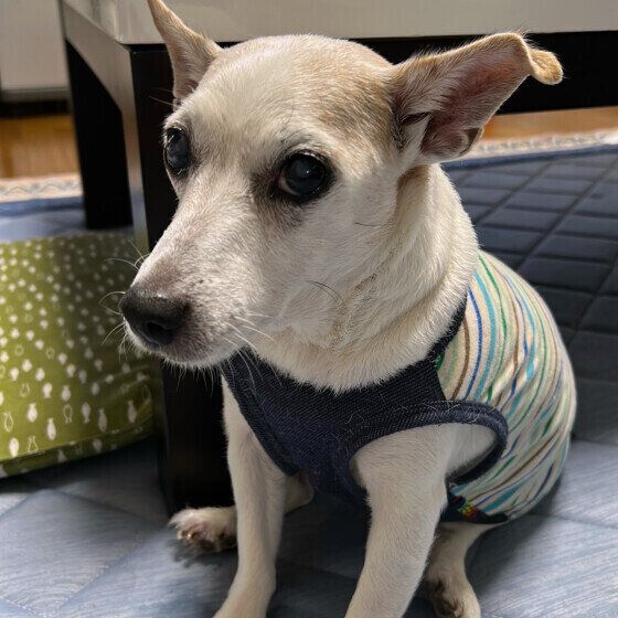 ジャック・ラッセル・テリアのメロンちゃん（当時17才）